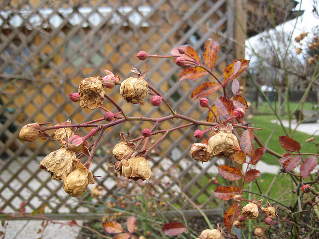 Vertrocknete Rosenblüten