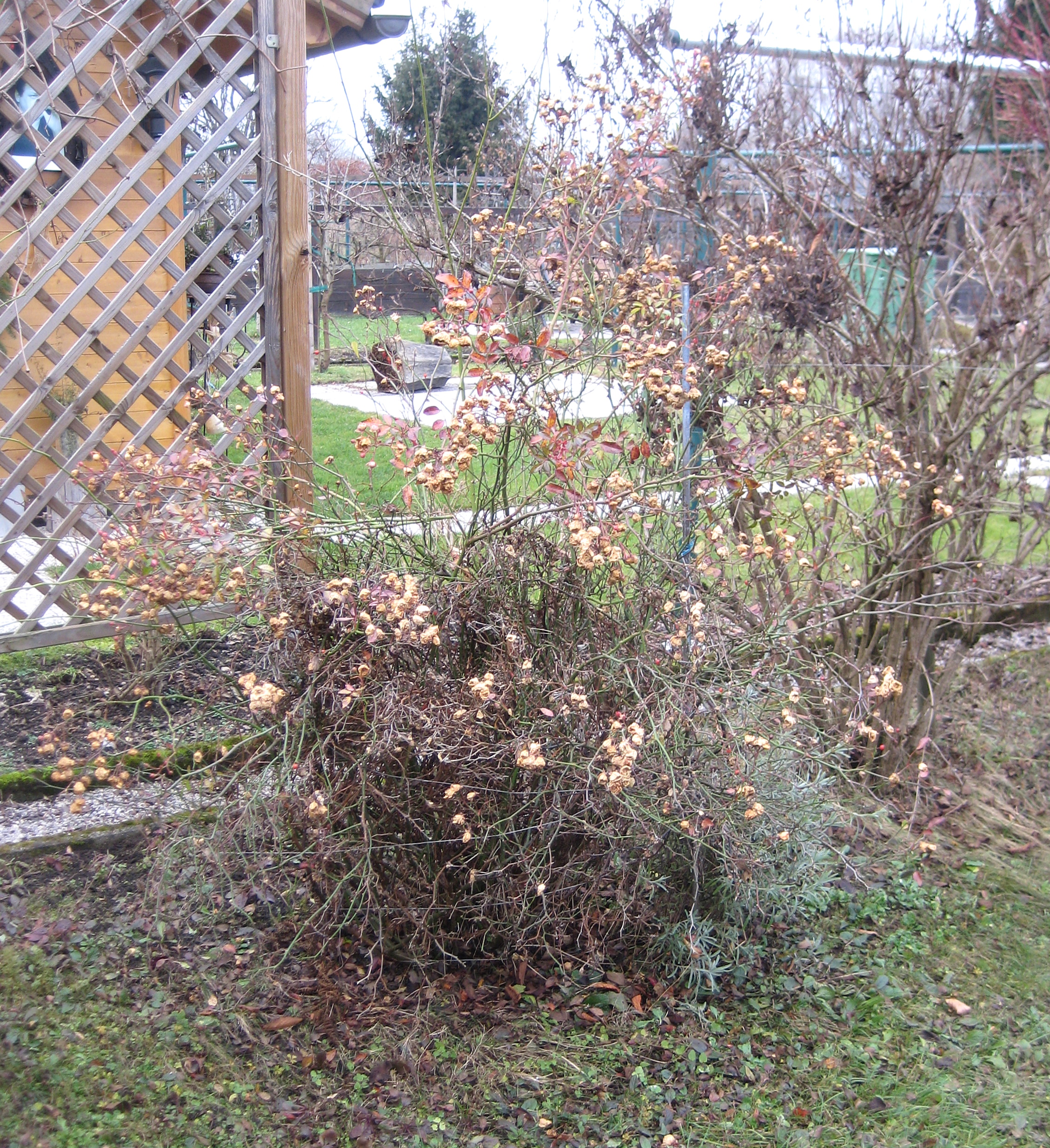 Der Rosenstock im Dezember