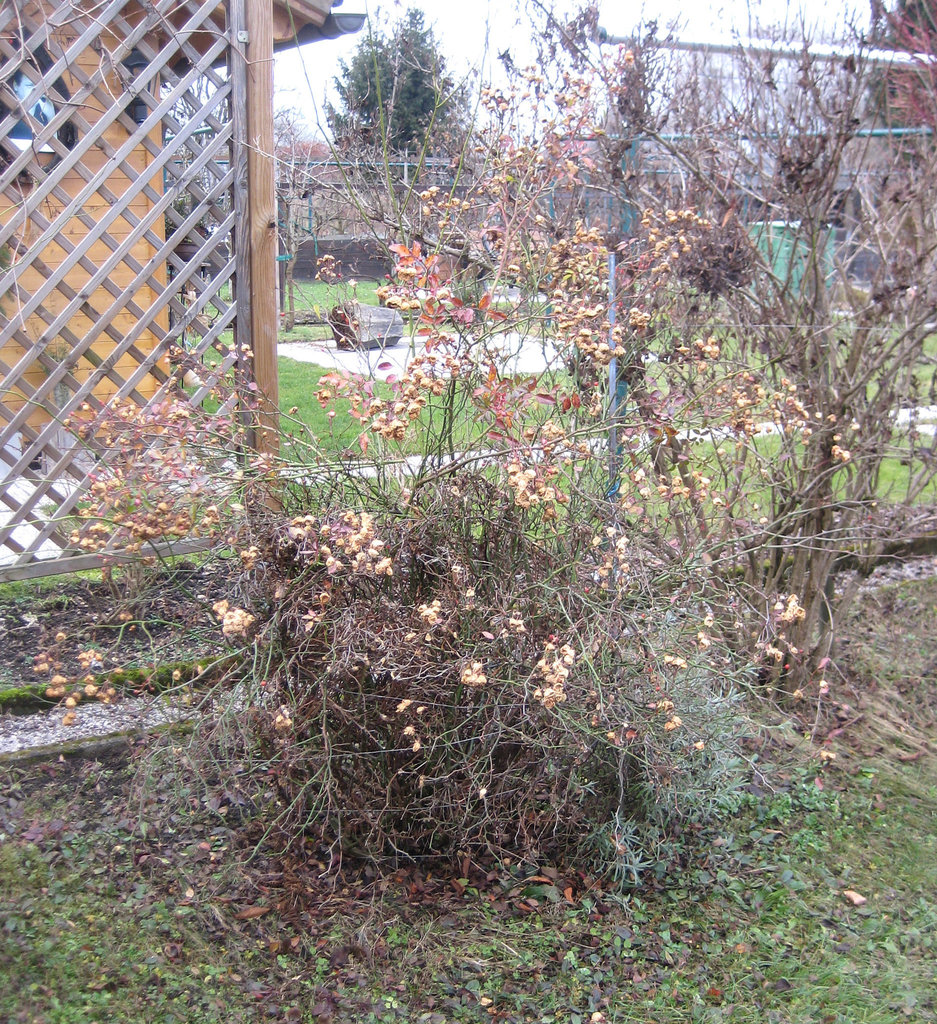 Der Rosenstock im Dezember