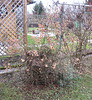 Der Rosenstock im Dezember