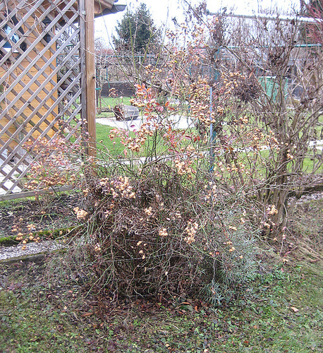 Der Rosenstock im Dezember