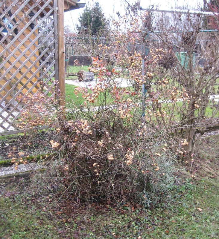 Der Rosenstock im Dezember