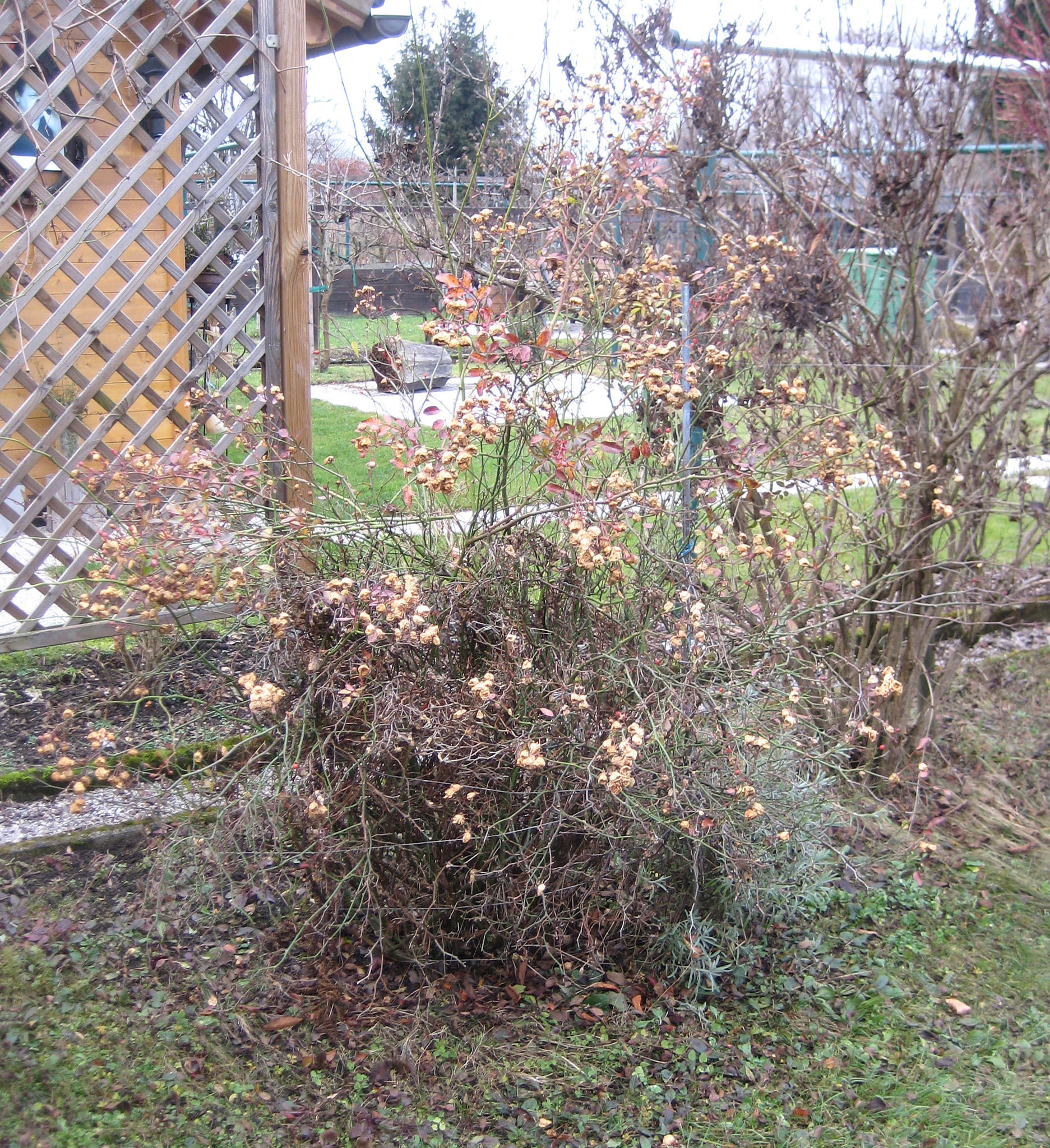 Der Rosenstock im Dezember
