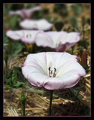 Field Bindweed Blossoms (wild Morning Glories)