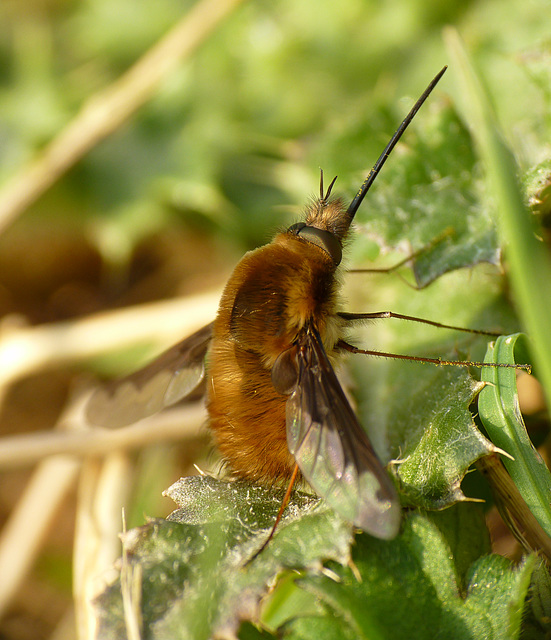 Bee Fly