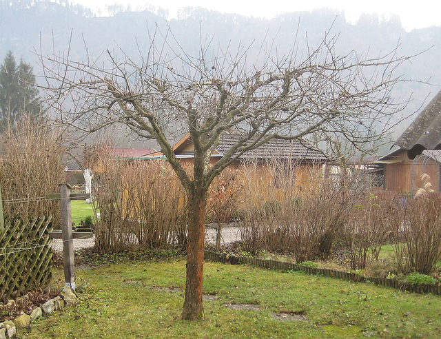 Der Apfelbaum im Dezember