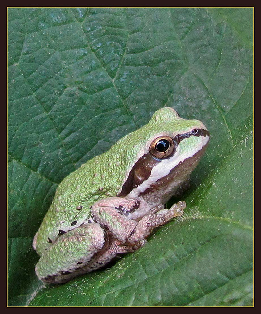 Pacific Tree Frog on Blackberry Leaf