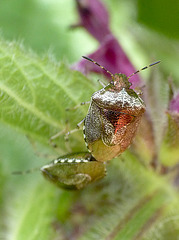 Woundwort Shieldbugs Mating