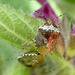 Woundwort Shieldbugs Mating