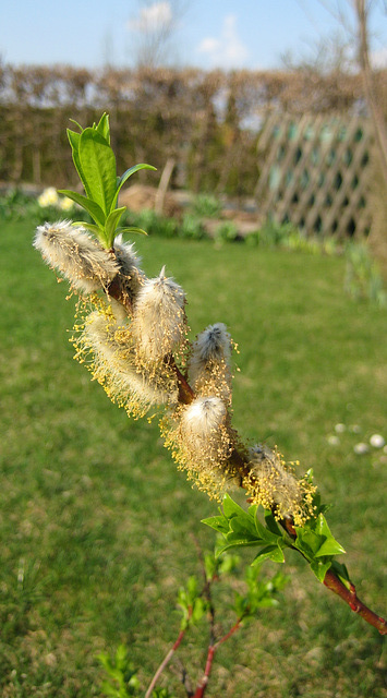 Palmkätzchen (Salix Caprea)