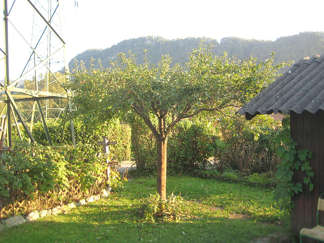 Der Apfelbaum nach dem Schnitt