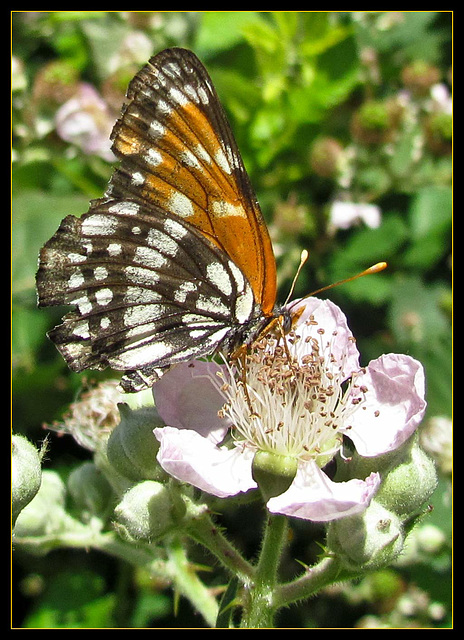 Butterfly on Blackberry Blossom