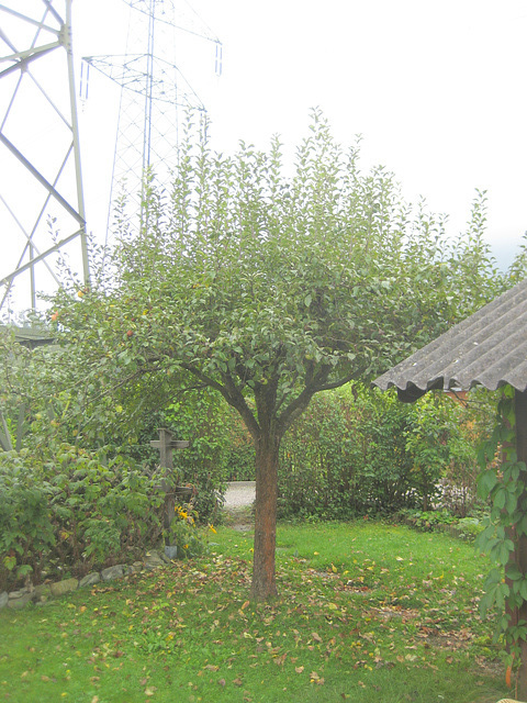 Der Apfelbaum vor dem Schnitt