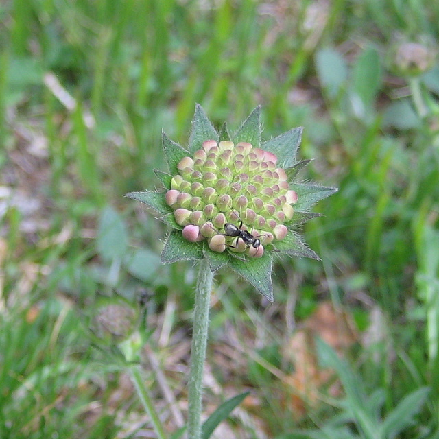 Skabiose (Scabioasa)