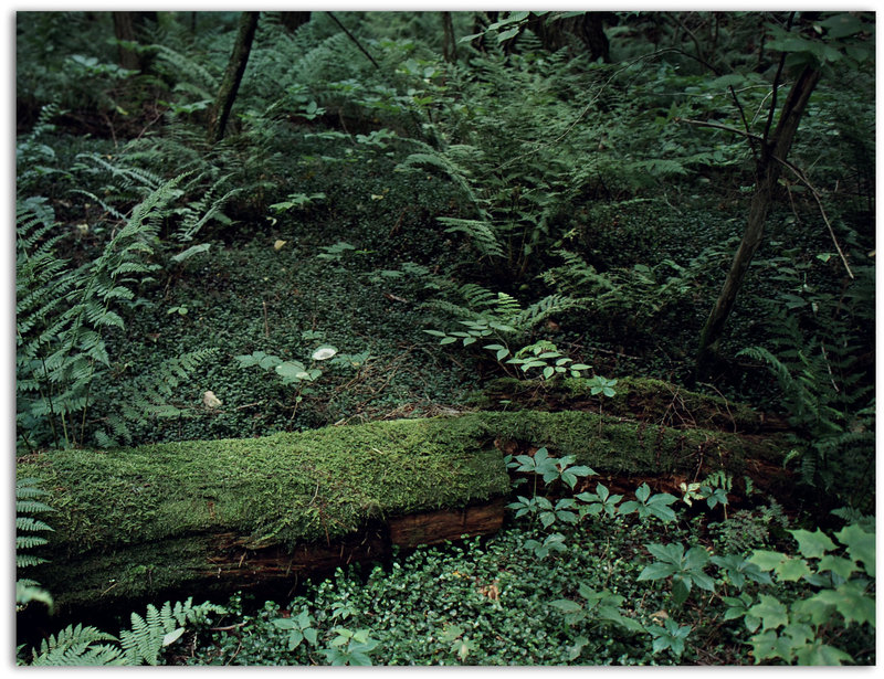 Fallen tree