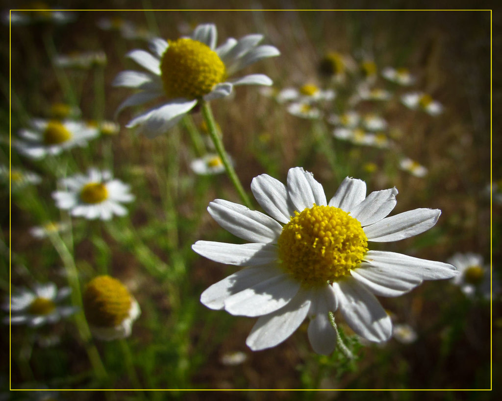 Field of Daisies