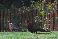 Pheasants: Two a penny! #1