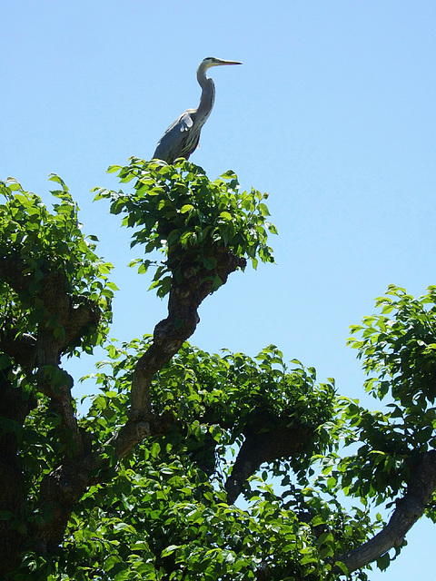 Architectural Bird