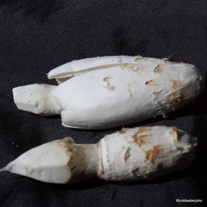 Shaggy inkcaps for breakfast 8005921561 o