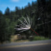 Thistle Seed in a Web