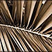 Palm Frond in Sepia Tones