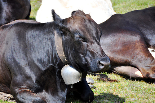 Holiday 2009 – Alpine cow with its traditional bell