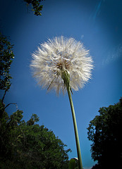 Goatsbeard Seed Fluff