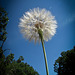 Goatsbeard Seed Fluff