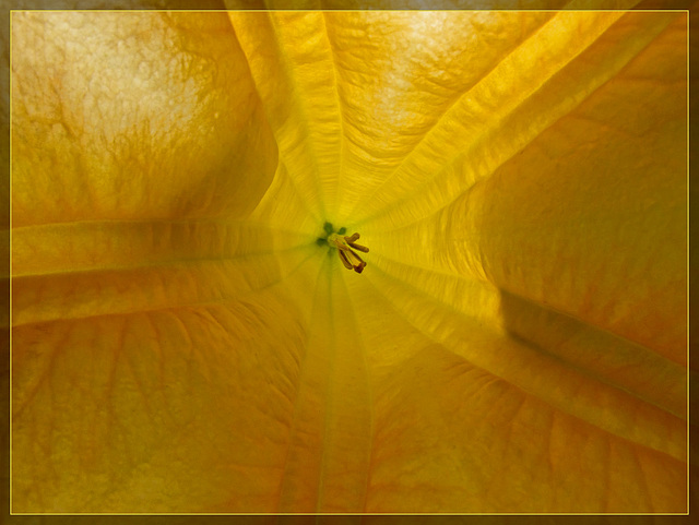 Inside a Trumpet Flower: Part 2