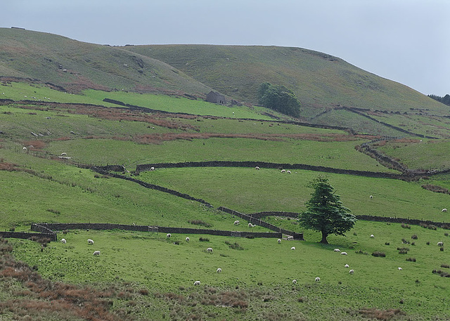 Cuckoo Rocks