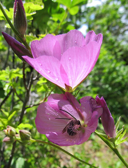 Longhorn Bee in Checkerbloom