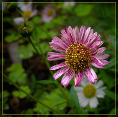 Tiny Aster with Daisy