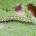 Mullein Moth Caterpillar
