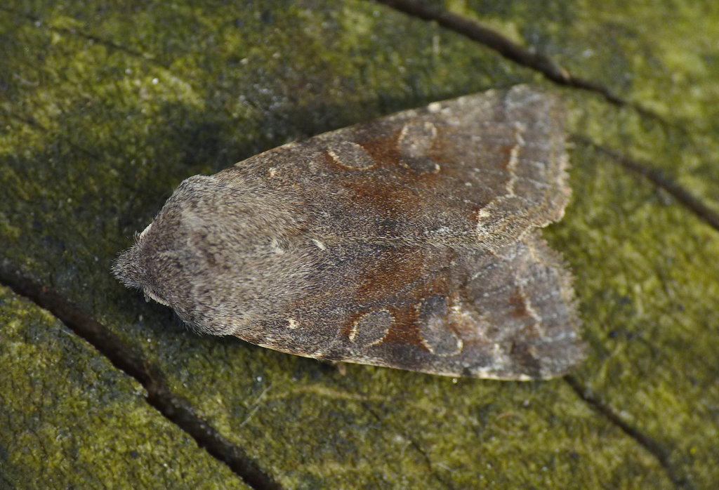 Clouded Drab