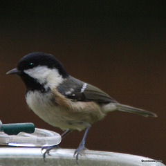 Coaltit