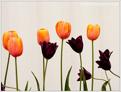 igs hamburg-wilhelmsburg: tulips