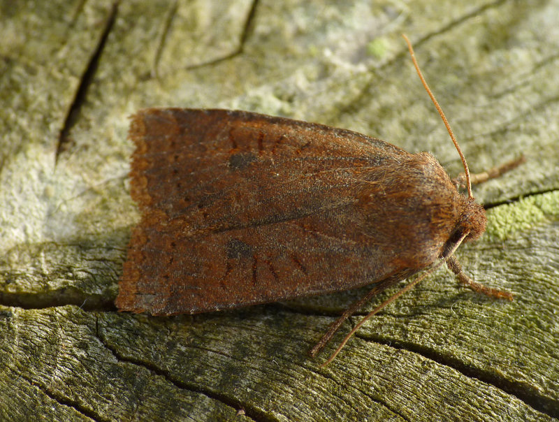 Chestnut