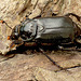 Patio Life: Sexton Beetle