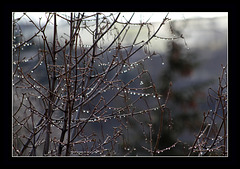 Perles de pluie