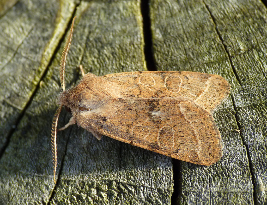 Common Quaker