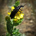 Black Beetle on Yellow Blossom