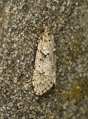 Diurnea fagella