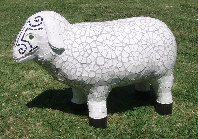 Maori Ewe - side on