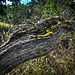 Mossy Log with HDR