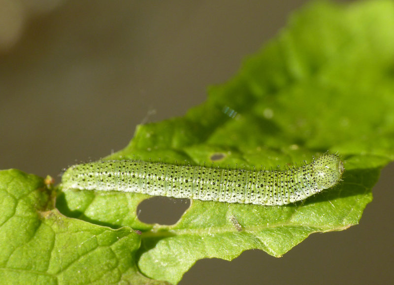 Patio Life: Orange Tip Butterfly Caterpillar