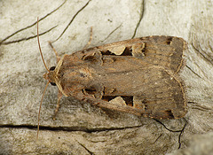 Setaceous Hebrew Character