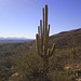 Yet another saguaro