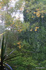 Rainy Days and Mondays...