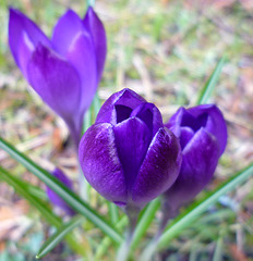 Crocuses