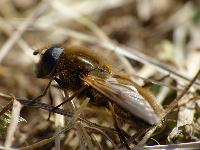 Hoverfly